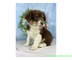 Cuccioli australian shepherd