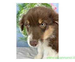 Cuccioli australian shepherd