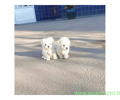 Maltese