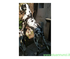 Alani - 1