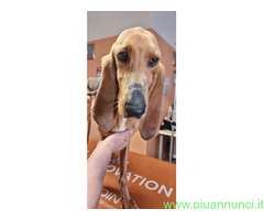 In regalo Cane segugio italiano