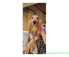 In regalo Cane segugio italiano