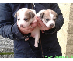 Jack Russell cuccioli