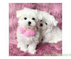 In regalo cuccioli di maltese disponibil