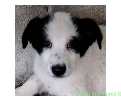 In regalo cucciolotta bianco nera