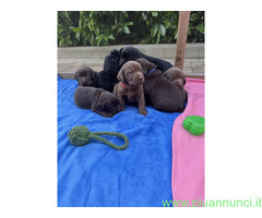 Labrador Retriever