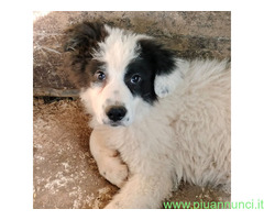 In regalo CUCCIOLO BIANCO-NERO