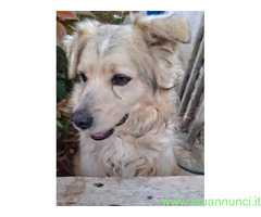 In regalo BALU MIX GOLDEN URGENTE