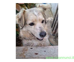 In regalo BALU MIX GOLDEN URGENTE