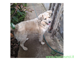 In regalo BALU MIX GOLDEN URGENTE