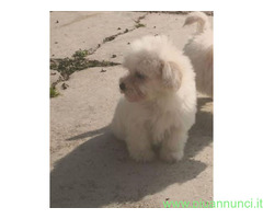 Maltipoo nano e micro toy