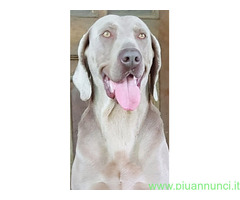 Weimaraner