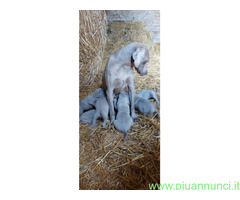 Cuccioli di weimaraner