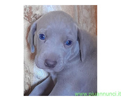 Weimaraner cuccioli