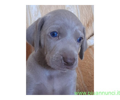 Weimaraner cuccioli