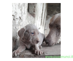 Cuccioli di weimaraner