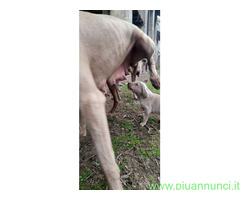 Cuccioli di weimaraner