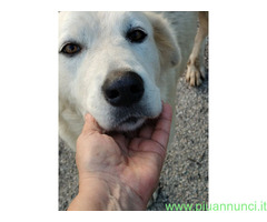 In regalo INCROCIO LABRADOR