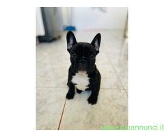 Bouledogue francese cucciolona
