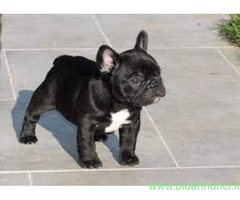 Bouledogue francese cucciolona