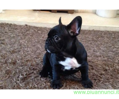 Bouledogue francese cucciolona