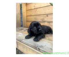 Cocker Spaniel maschietto