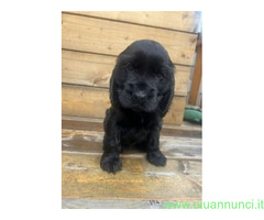 Cocker Spaniel maschietto