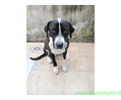 In regalo Cagnolino in Adozione