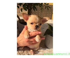 Cuccioli Chihuahia