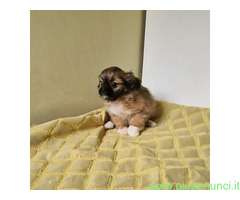 Shih Tzu femminuccia