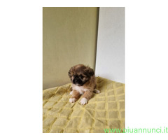 Shih Tzu femminuccia