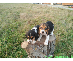 Beagle tricolore femminucce