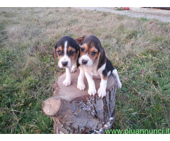 Beagle tricolore femminucce