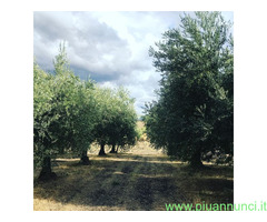 Olio extravergine d'oliva