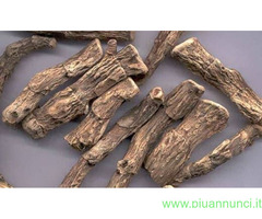Calamus