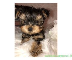 In regalo Cuccioli di yorkie