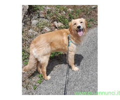 In regalo SISSY MIX GOLDEN RETRIVER
