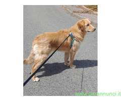 In regalo SISSY MIX GOLDEN RETRIVER