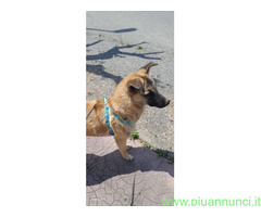 In regalo AMY CUCCIOLA MIX PASTORE BELGA