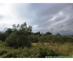 Vendo terreno agricolo in zona Montecalvoli PI