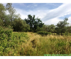 Vendo terreno agricolo in zona Montecalvoli PI