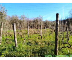 Vendo terreno agricolo in zona Montecalvoli PI