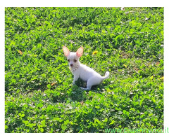 Chihuahua toy maschietto