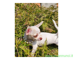 Chihuahua toy maschietto