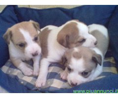 Jack Russell cuccioli