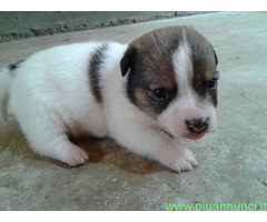 Jack Russell cuccioli
