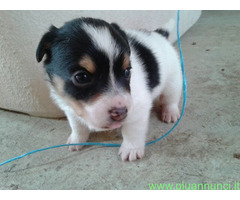 Jack Russell cuccioli