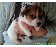 Jack Russell cuccioli