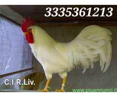 Galline livornesi bianche pure