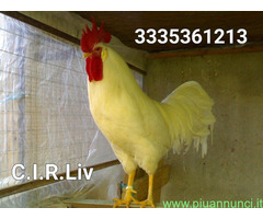 Galline livornesi bianche pure